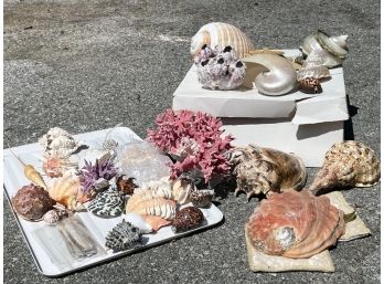 Large And Exotic Sea Shells