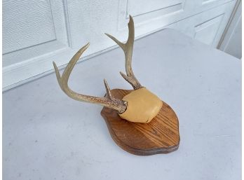 Mounted Deer Antlers