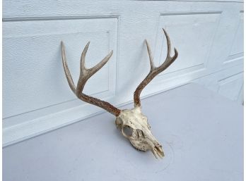 6 Point Deer Skull
