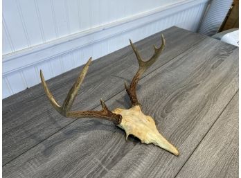 Deer Antler With Cut Skull