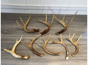Group Of 8 Antlers