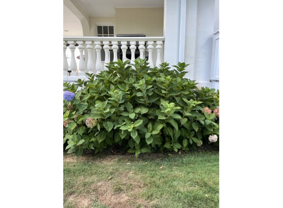 1 Hydrangea Plant - 5 Feet- E
