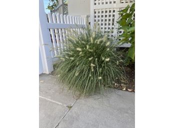 A Pair Of Small 12-18' Front Yard Grasses