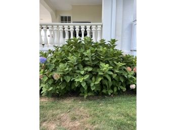 A Pair Of Hydrangea Plants - 36 Inch