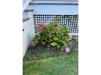 3 Hydrangea Plants - 30 Inches