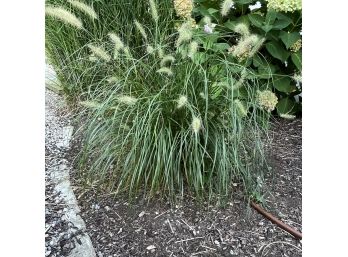 A Pair Of Small 12-18' Front Yard Grasses