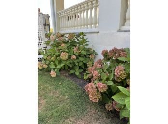 A Pair Of 2 Hydrangea Plants - 36- 48 Inches