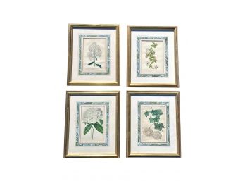 French 19th C Botanical Plates Beautifully Framed And Matted - 14 X 16 - Revue Horticule