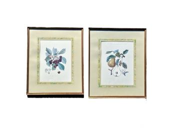 A Pair Of Botanical Fruit Prints In Gilt Frames With Pretty Marbled Mat - 21 X 25
