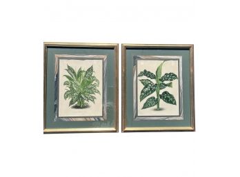 P. De Pannemaeker - 19th C - L'Illustration Horticole - Framed Pair Of  Botanical Plates - 17 X 21