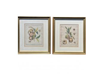 18th C Botanical Copper Plate Engravings - Duhamel Du Monceau - A Pair - Framed - Peaches