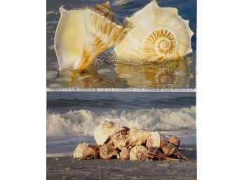 Pair Of Seashell Photo Prints On Canvas