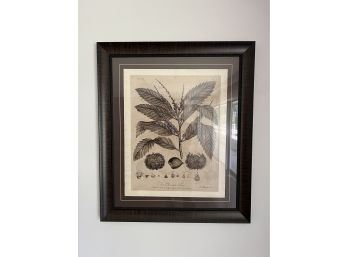 The Chestnut Tree 1776 Reproduction Framed Print
