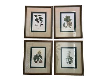 Set 4 Framed Bombay Company Botanical Engravings (LOC W2)