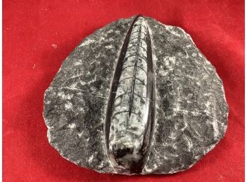Small Hand Chiseled Stone Fossil Very Nice Lines Good Overall Condition