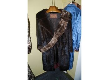 Fur Coat Ortalis