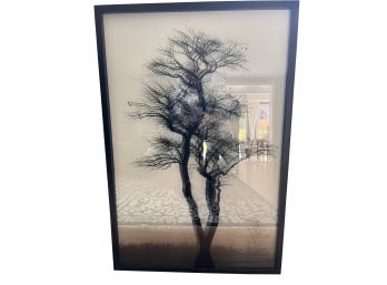 Framed Black And White 3 D Tree Print -