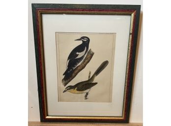 Framed Color Lithograph Of Birds