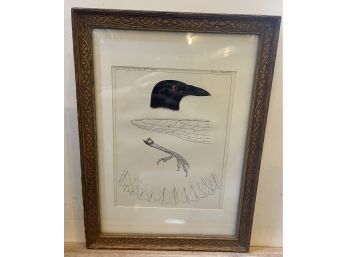 Framed Lithograph Of Crow/blackbird
