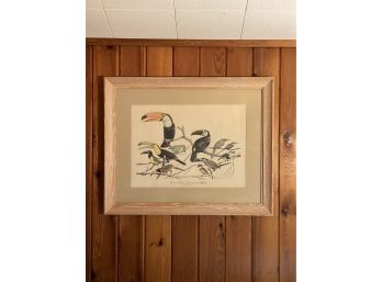 Vintage Arthur Singer Bird Print Toucans Aracaris Jacamars And Puffbirds Framed