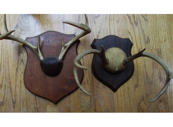 Pair Of Mounted Deer Antlers