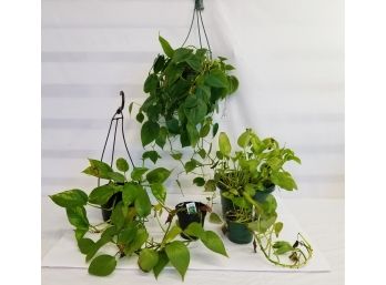 Five Potted Pothos Plants