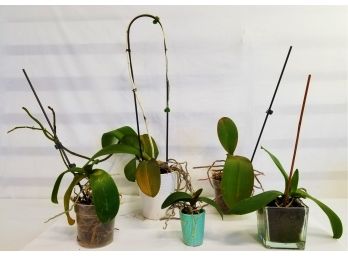 Five Potted Orchid Plants