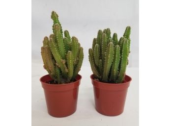 Two Triangle Cactus