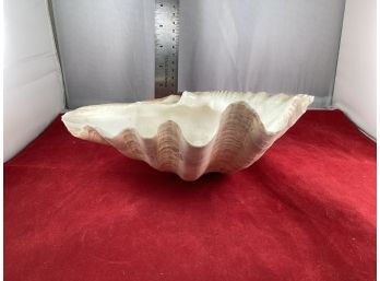 Large Old Clam Shell Bowl Bottom Is Flatted So It Will Sit Flat Genuine Shell Good Overall Condition