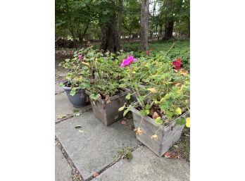 A Group Of 7 Potted Geraniums