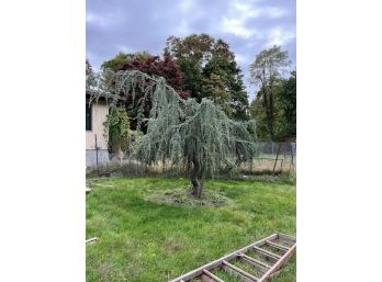 A Weeping Blue Atlas Cedar Tree - #108 - Backyard