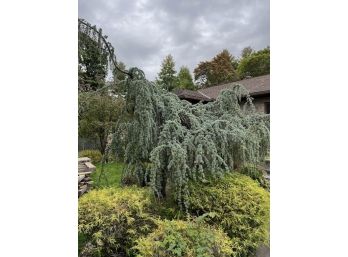 A Dramatic Mature Weeping Blue Atlas Cedar Tree - #104 - Front Garden