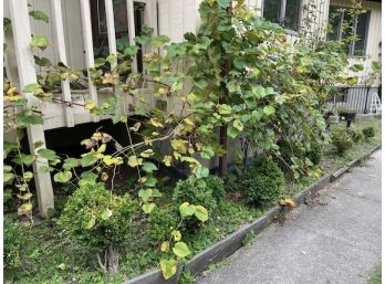 Approx 11 Boxwoods  Grapevines And Roses - #110