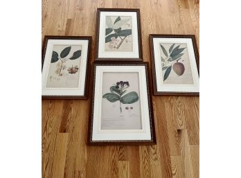 Set Of 4 Wood Framed Botanical Study Prints