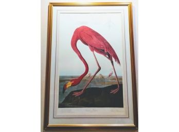 Another Amazing Audubon Print 'American Flamingo' Beautifully Framed And Double Matted