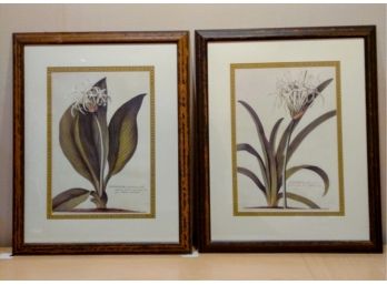 Pair Of Audubon Prints Of 'Pancratium' Botanicals By G.D. Erhet Nicely Framed And Double Matted