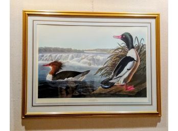 Audubon Print 'Goosander - Mergus Merganser' Beautifully Framed And Double Matted Plate #331