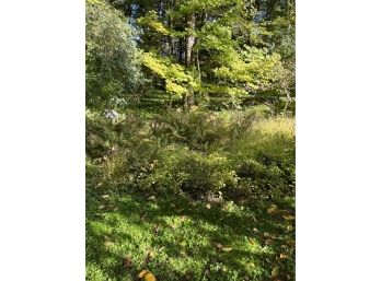 Abundant Woodland Garden - Ferns And Ground Cover - 127