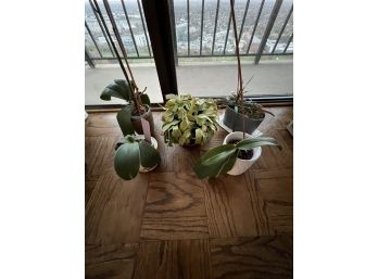House Plants, Orchids, Christmas Cactus,