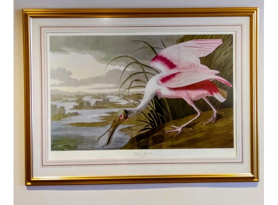 Audubon 'Roseate Spoonbill - Platalea Ajaja' Spectacular Color!!
