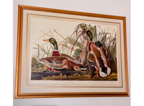 Audubon Print Of 'Mallard Duck, Anas Boschas By R. Havell 1834 Plate #220, Number 45, Limited. By R. Havell