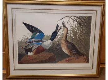 Audubon Print 'Shoveller Duck' Plate #327 Limited, By R. Havell