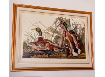 Audubon Print Of 'Mallard Duck, Anas Boschas By R. Havell 1834 Plate #220, Number 45, Limited. By R. Havell