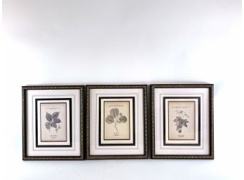 The Bombay Company - Trio Of Botanical Plates - Matted And Framed Behind Glass