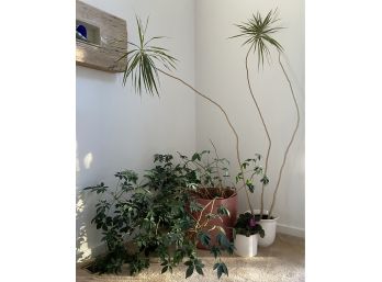 Three Happy House Plants: Schefflera, Dracaena, African Violet