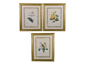 Set Of Three Framed Botanical Prints By Pierre-Joseph Redoute With Gilt Frames (RETAIL $1,869)