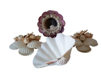 Cool Collection Shell Decor