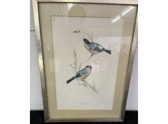 Aviary Print