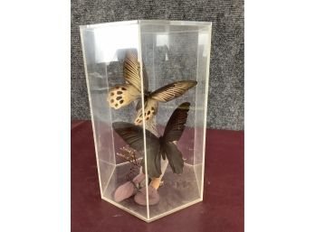 Butterflies In Plastic Case