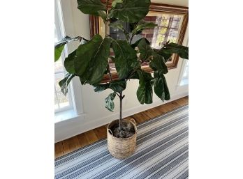 Crate And Barrel Faux 7' Fiddle Leaf Fig Tree